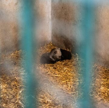 Baloo, tigrii de la circ, Pic și Poc, Simba și leoaicele sale, vedetele Parcului Zoologic Rădăuți