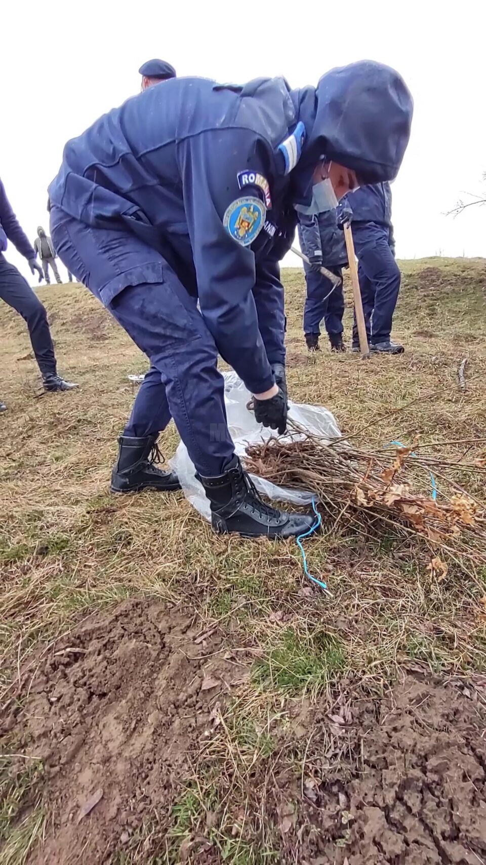 Campania a continuat și cu plantarea a peste 10.000 de salcâmi