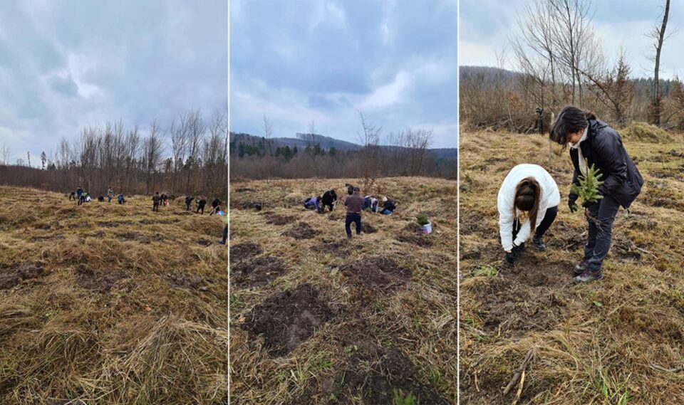 Acțiune de împădurire la care au participat și voluntari ai Asociației Tinerilor Ortodocși Suceveni