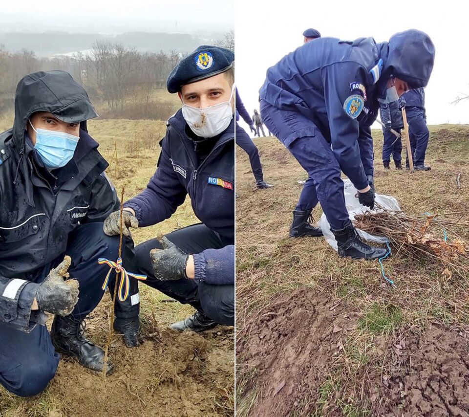 Jandarmii suceveni au plantat 171 de stejari, de ziua lor