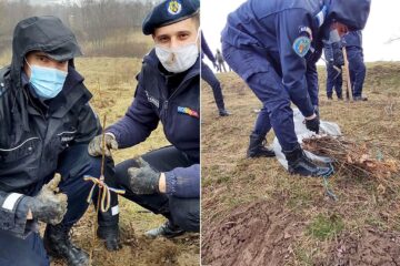 Jandarmii suceveni au plantat 171 de stejari, de ziua lor