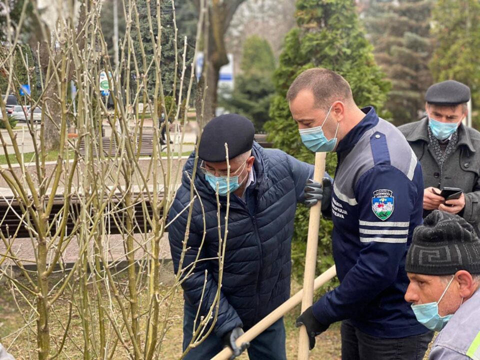Primarul Ion Lungu și viceprimarul Lucian Harsovschi la plantarea de arbori ornamentali