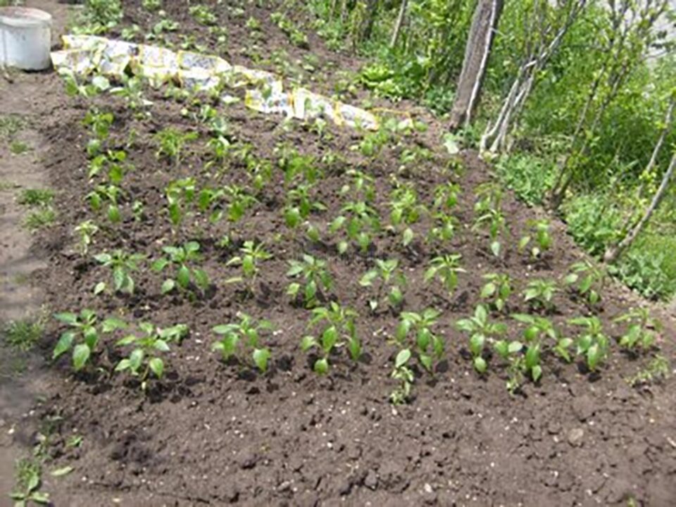 „Ferma legumicolă”