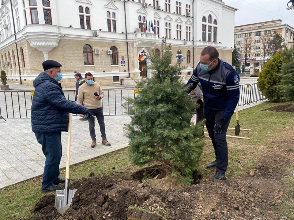 Primarul Ion Lungu și viceprimarul Lucian Harsovschi la plantarea de arbori ornamentali