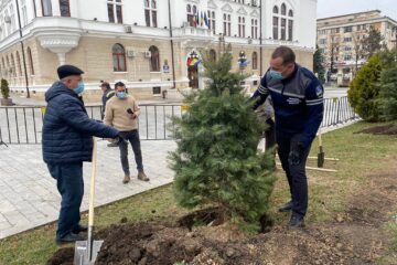 Primarul Ion Lungu și viceprimarul Lucian Harsovschi la plantarea de arbori ornamentali