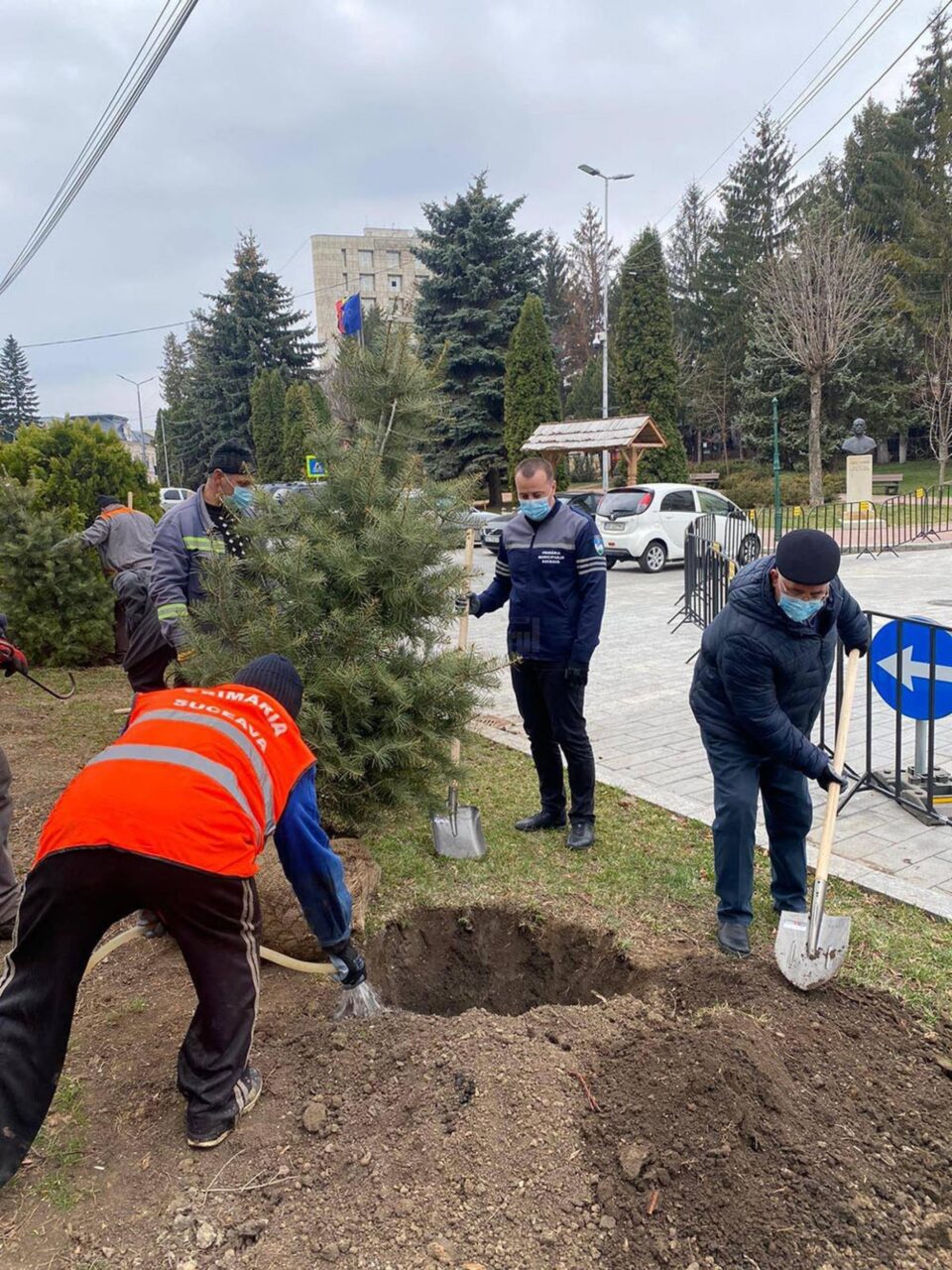 Primarul Ion Lungu și viceprimarul Lucian Harsovschi la plantarea de arbori ornamentali