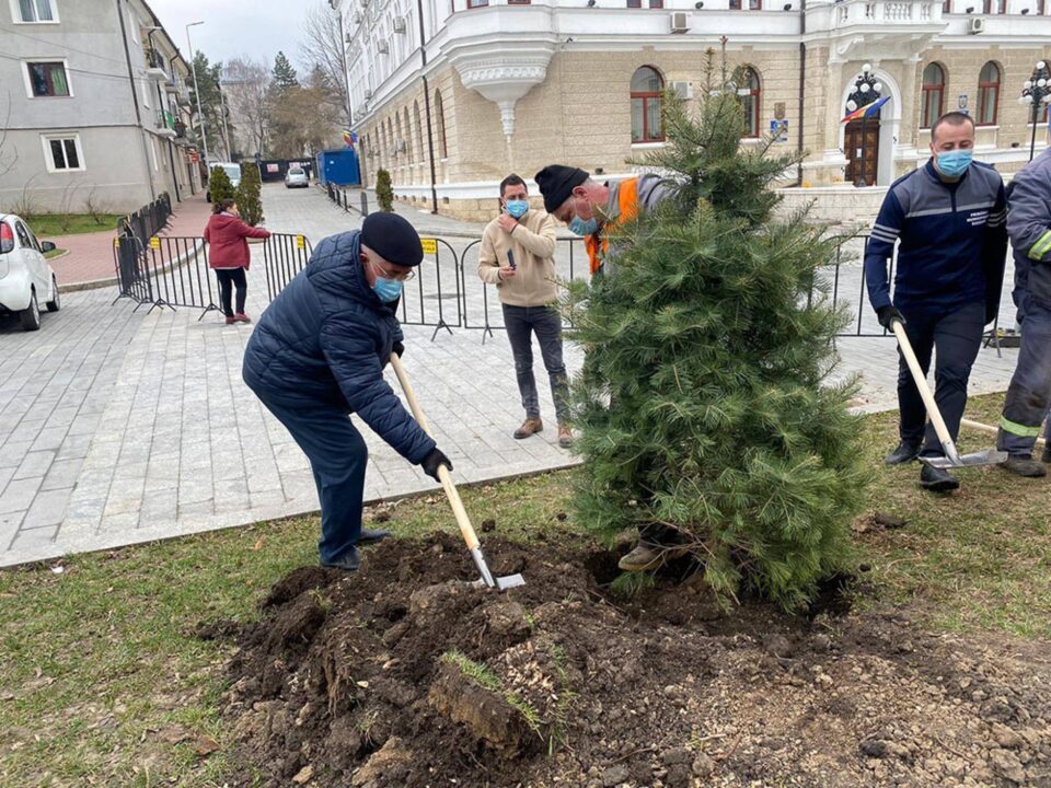 Primarul Ion Lungu și viceprimarul Lucian Harsovschi la plantarea de arbori ornamentali