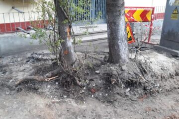 Arborii de la Direcția de Drumuri a Consiliului Județean Suceava au fost tăiați cu acte în regulă