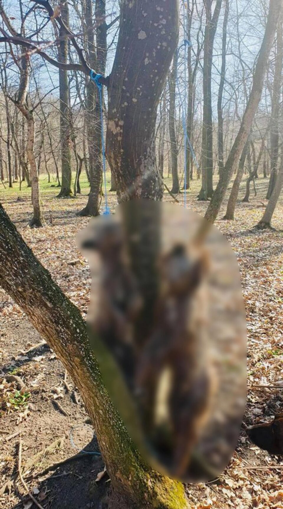 Câinii au fost găsiți spânzurați într-o pădure de lângă satul Mihăiești