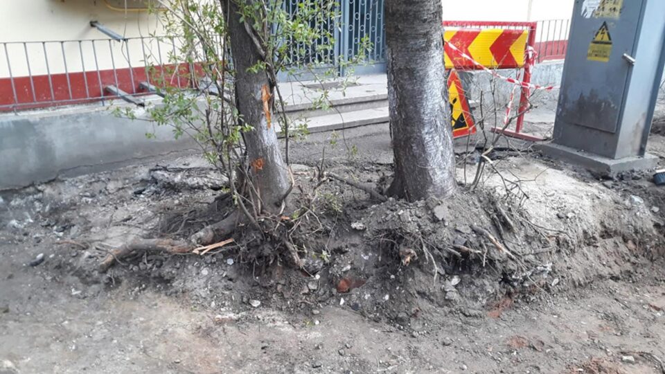 Arborii de la Direcția de Drumuri a Consiliului Județean Suceava au fost tăiați cu acte în regulă Arborii de la Direcția de Drumuri a Consiliului Județean Suceava au fost tăiați cu acte în regulă