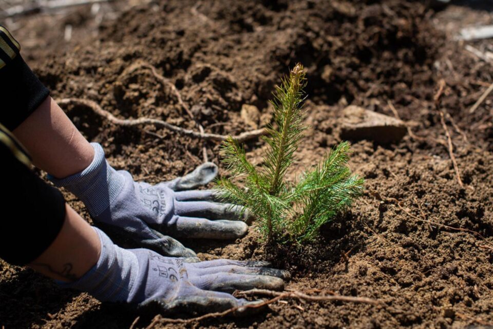 Angajații Iulius Mall au plantat 3.500 de copaci pentru un viitor cu aer mai curat