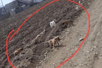 Cinci câini abandonați dintr-o mașină, pe un câmp din Dumbrăveni