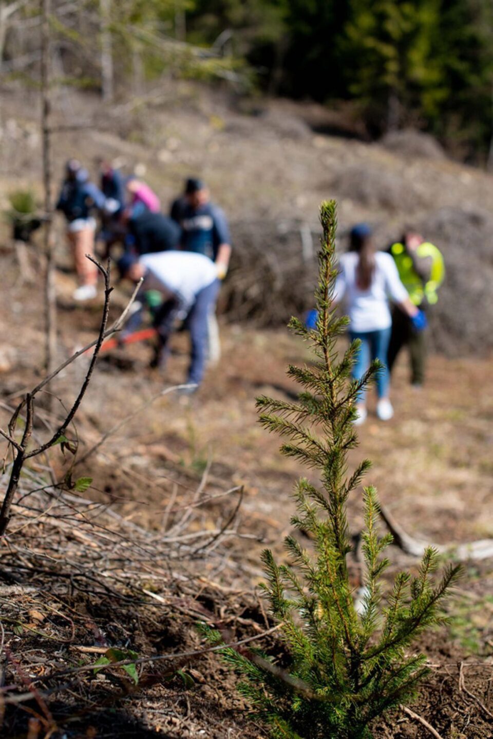 Angajații Iulius Mall au plantat 3.500 de copaci pentru un viitor cu aer mai curat