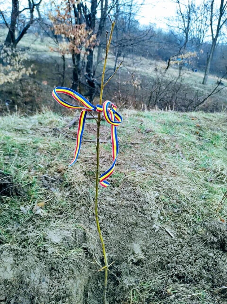 puieti plantati jandarmi3