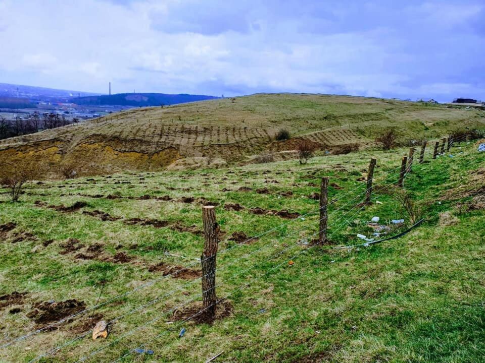 puieti plantati jandarmi1