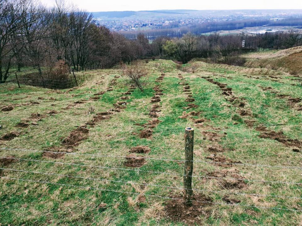 Jandarmii suceveni au plantat 10.000 de puieți de salcâm