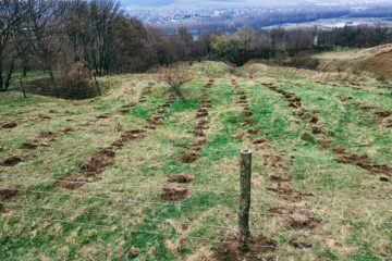 Jandarmii suceveni au plantat 10.000 de puieți de salcâm