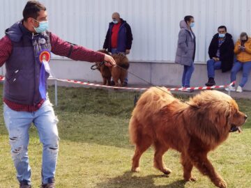 Suceava a găzduit prima competiție chinologică din Moldova, în timp de pandemie