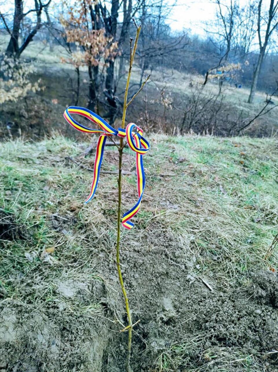Jandarmii suceveni au plantat 10.000 de puieți de salcâm