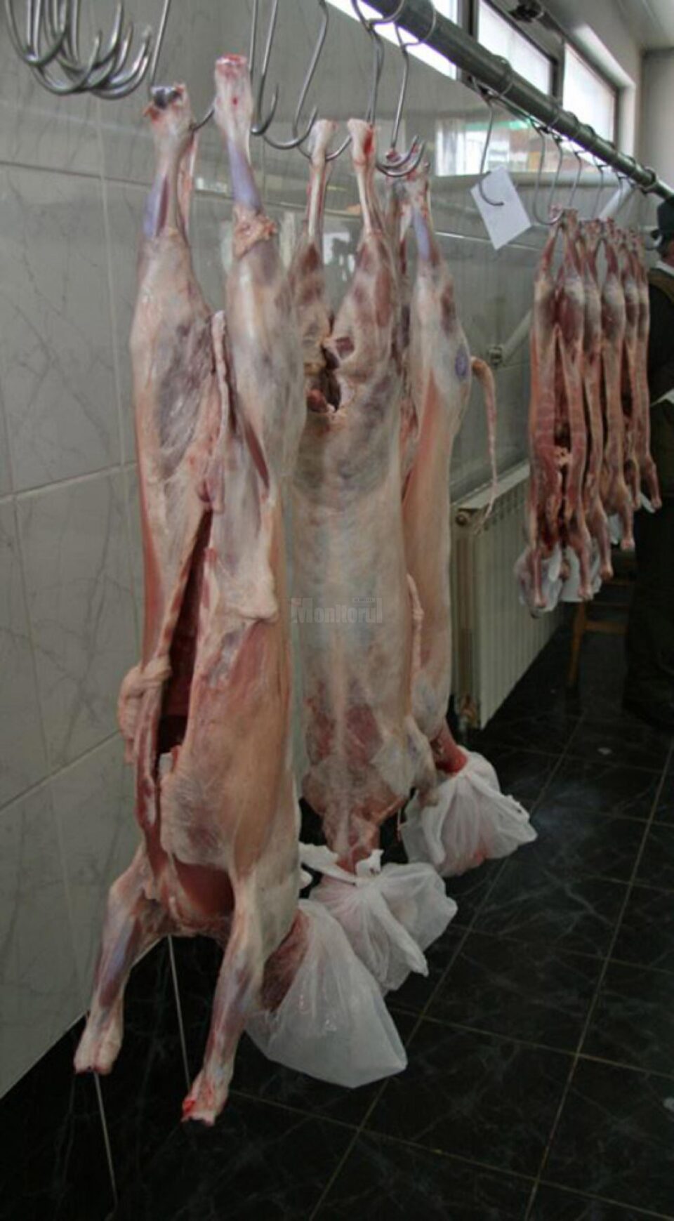 Sanitar-veterinarii încurajează crescătorii de oi să solicite autorizarea pentru centre de sacrificare provizorii Sanitar-veterinarii încurajează crescătorii de oi să solicite autorizarea pentru centre de sacrificare provizorii