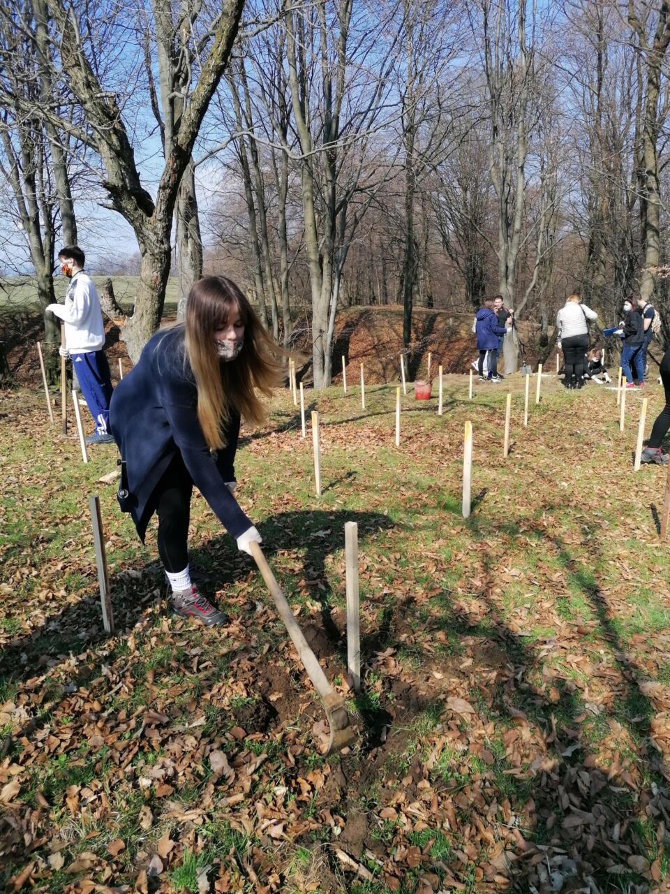 Elevii și profesorii de la CN Mihai Eminescu au plantat 36 de puieți de fag pe raza Ocolului Silvic Pătrăuți