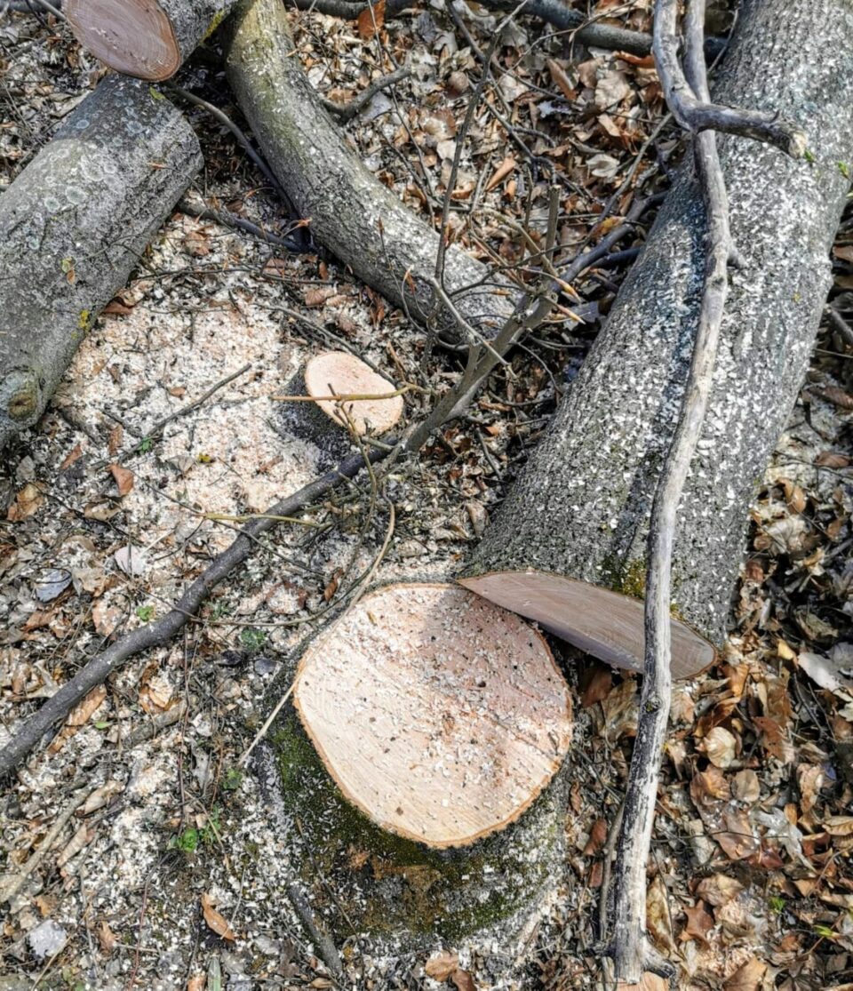 arbori taiati