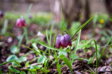 Laleaua pestriță sau „Floarea de șah”, minunea din Pădurea Zamostea-Luncă - foto Ștefan Macedon Gheorghiță