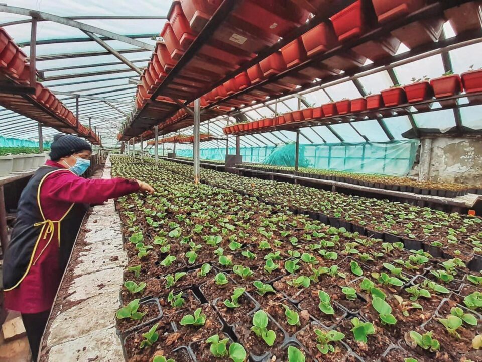 La vechile sere de la Domeniul public s-au produs anul acesta 156.300 fire de flori, printre care mușcate, crăițe, petunii, cana indica, gura leului, gazania, celosia, dalia, salvia 2