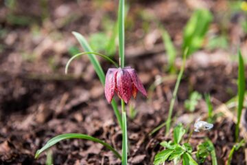 Laleaua pestriță sau „Floarea de șah”, minunea din Pădurea Zamostea-Luncă Foto: Vasile Varvaroi, Ștefan Macedon Gheorghiță