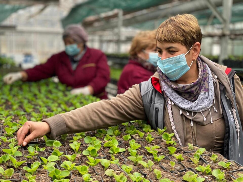 La vechile sere de la Domeniul public s-au produs anul acesta 156.300 fire de flori, printre care mușcate, crăițe, petunii, cana indica, gura leului, gazania, celosia, dalia, salvia 1