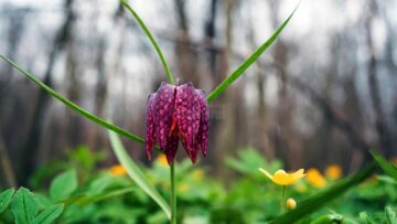 Laleaua pestriță sau „Floarea de șah”, minunea din Pădurea Zamostea-Luncă - foto Vasile Varvaroi
