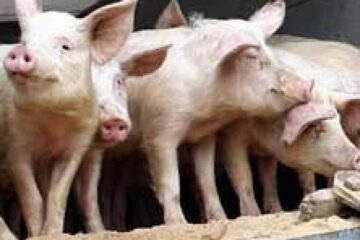 Cinci transporturi de porci spre piețe, oprite în trafic