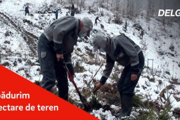 7.000 de puieți, larice și molid, plantați la Putna