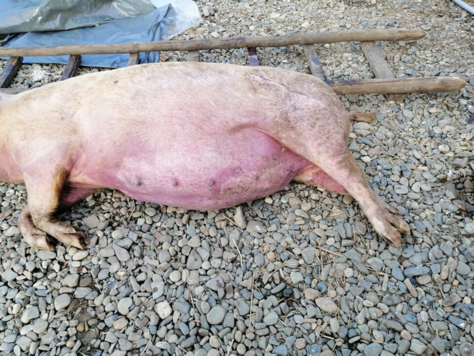 Scroafă gestantă infectată