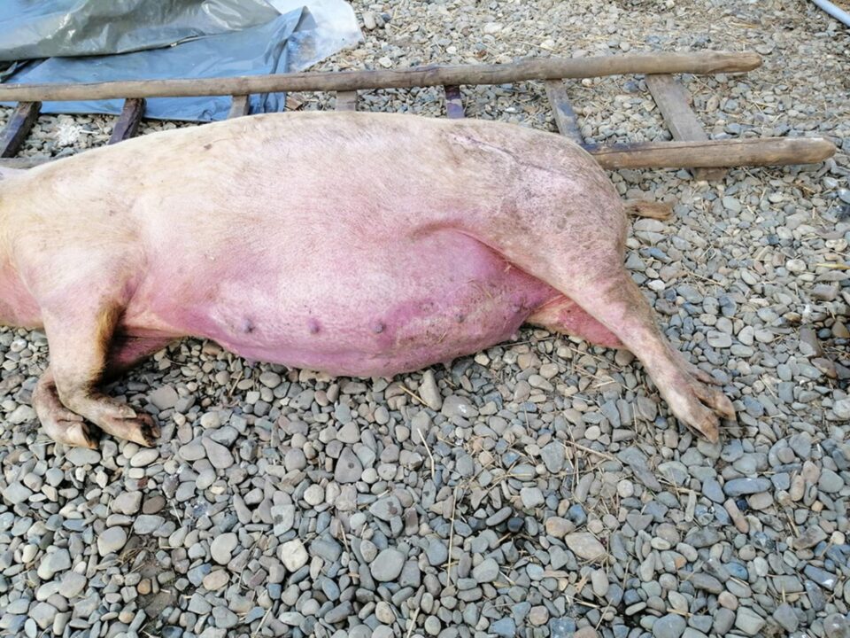 Scroafă gestantă infectată