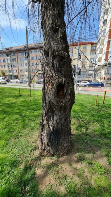 Salcia bătrână care urmează a fi defrișată