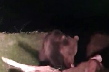 Ursul de la Pojorâta, filmat în timp ce devora un vițel