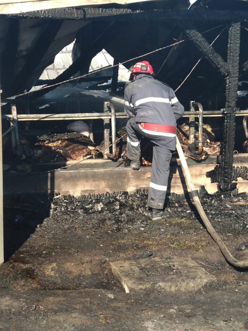 Incendiul de la ferma din Bosanci a pornit de la un balot de paie din exterior, aprins de o țigară Incendiul de la ferma din Bosanci a pornit de la un balot de paie din exterior, aprins de o țigară
