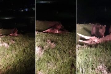 Ursul de la Pojorâta, filmat în timp ce devora un vițel