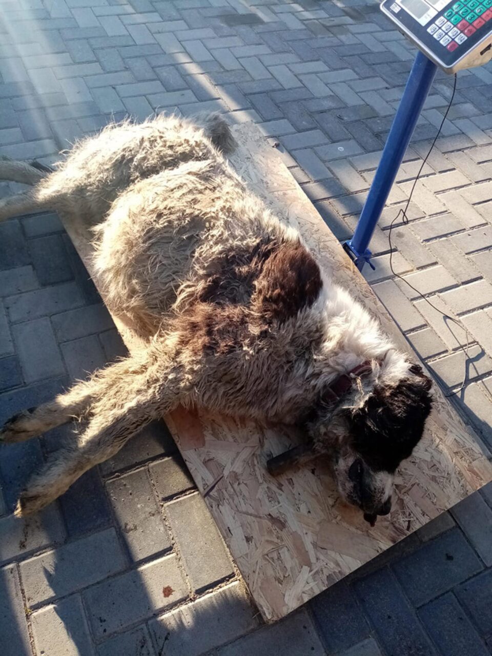Cățeaua de 62 de kilograme care urma să fete