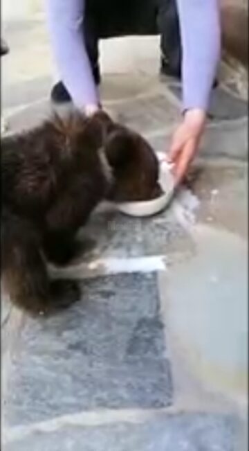 Un pui de urs de trei luni, abandonat de mamă, a fost găsit la Mălini