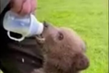 Puiul de urs în timp ce este hrănit de angajați ai Ocolului Silvic Mălini