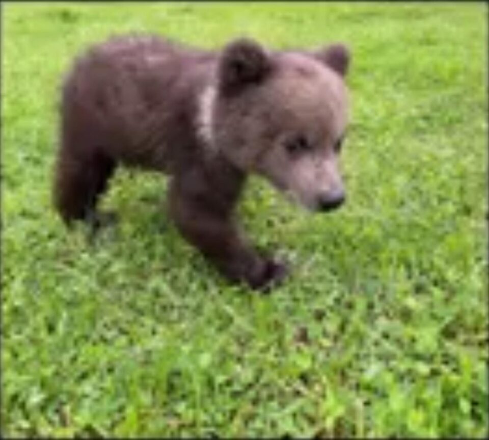 Un pui de urs de trei luni, abandonat de mamă, a fost găsit la Mălini