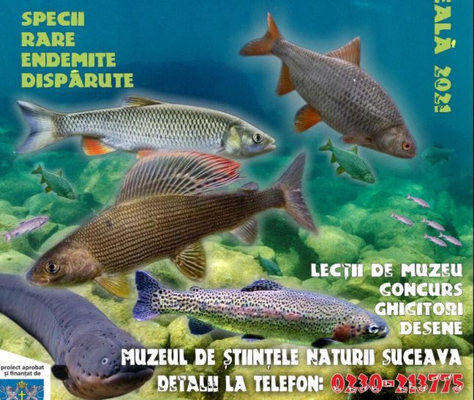 „Peștii apelor noastre”, lecție de muzeu pentru elevii din școlile primare, gimnaziale și liceele din tot județul „Peștii apelor noastre”, lecție de muzeu pentru elevii din școlile primare, gimnaziale și liceele din tot județul