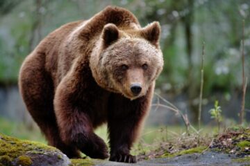 Un urs a intrat în Vatra Dornei, unde a distrus garduri și a înșfăcat un porc Foto stirileprotv