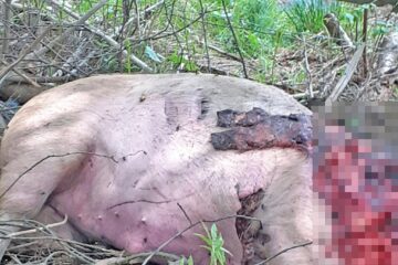 Porcul decapitat de urs, la Vatra Dornei