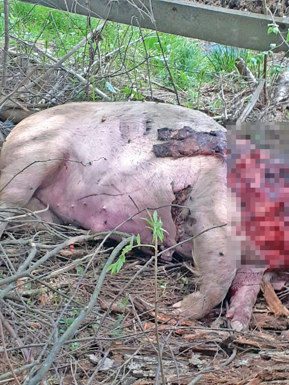 Porcul decapitat de urs, la Vatra Dornei