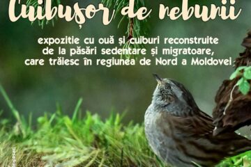 Expoziția itinerantă „Cuibușor de nebunii”, la Galeriile de Artă din Rădăuți
