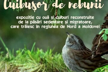 Expoziția itinerantă „Cuibușor de nebunii”, la Galeriile de Artă din Rădăuți