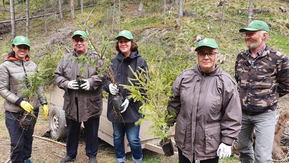 1.300 de hectare de teren, împădurite de Direcția Silvică Suceava în această primăvară